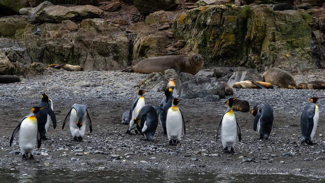 King penguins (Aptenodytes patagonicus) and Southern elephant seals (Mirounga leonina), Willis Islands, South Georgia