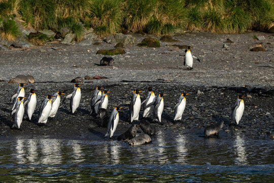Antarctic fur seals (Arctocephalus gazella) and King penguins (Aptenodytes patagonicus), Right Whale Bay, South Georgia