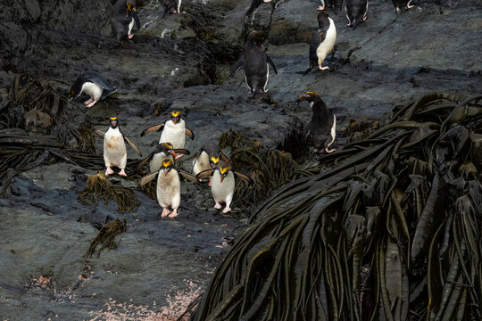Macaroni penguins (Eudyptes chrysolophus), Willis Islands, South Georgia