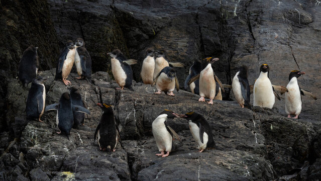 Macaroni penguins (Eudyptes chrysolophus), Willis Islands, South Georgia