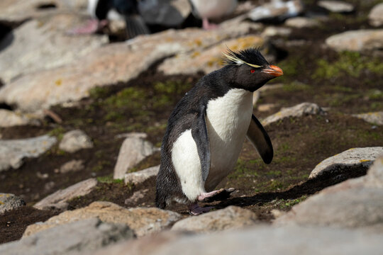 Rockhopper penguin (Eudyptes chrysocome), Saunders Island, Falkland Islands