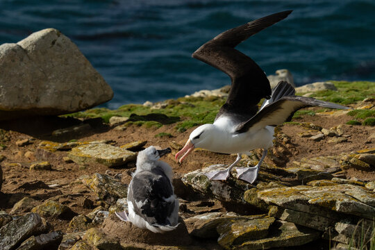 Black-browed albatross (Thalassarche melanophris) on nest with chick, Saunders Island, Falkland Islands