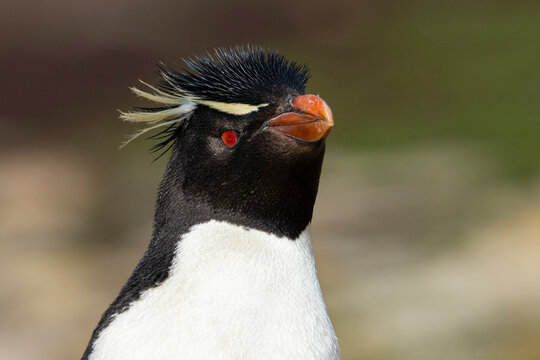 Rockhopper penguin (Eudyptes chrysocome), Saunders Island, Falkland Islands