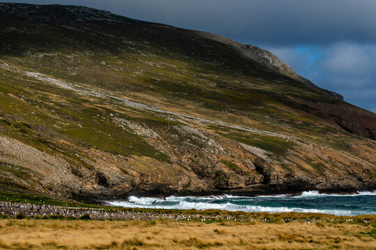 Gentoo penguin (Pygoscelis papua) colony, Grave Cove, Falkland Islands