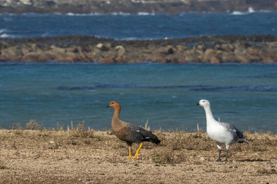 Upland Goose (Chloephaga picta) pair, Beaver Island, Falkland Islands