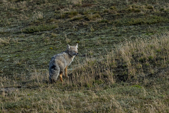 South American grey fox (Dusicyon griseus), Beaver Island, Falkland Islands