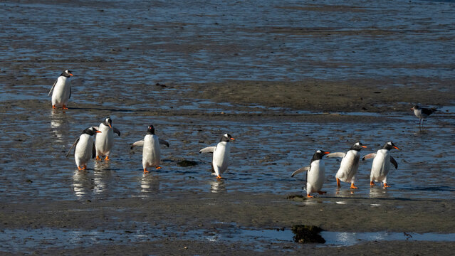 Gentoo penguins (Pygoscelis papua), Beaver Island, Falkland Islands