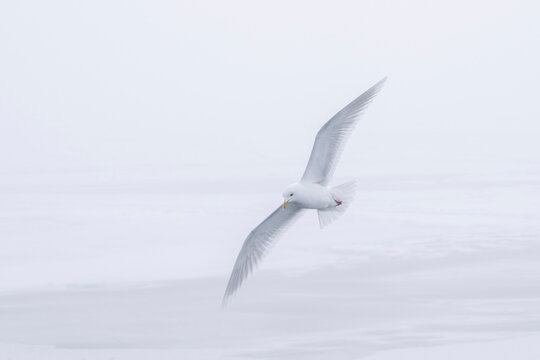 Glaucous Gull (Larus hyperboreus) in flight, Disko Bay, Greenland