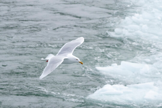 Glaucous Gull (Larus hyperboreus) in flight, Disko Bay, Greenland