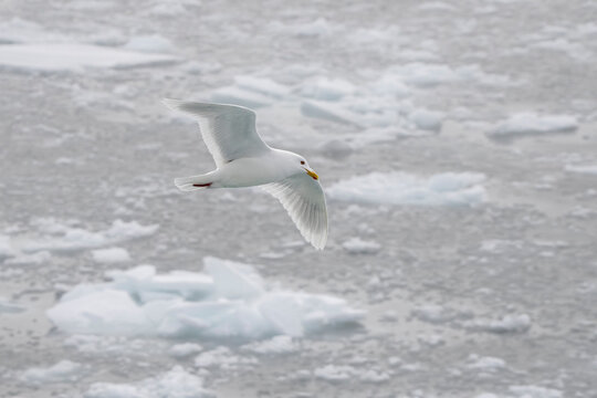Glaucous Gull (Larus hyperboreus) in flight, Disko Bay, Greenland