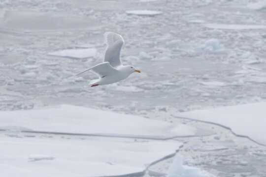 Glaucous Gull (Larus hyperboreus) in flight, Disko Bay, Greenland