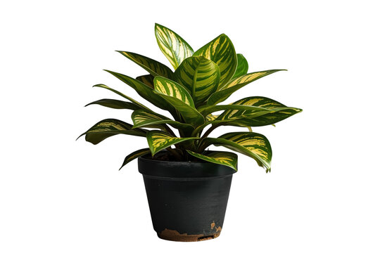 Lush Variegated Houseplant in Black Pot
