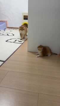Playful ginger kitten pouncing on a wall while an adult cat watches during this cute and energetic home video motion