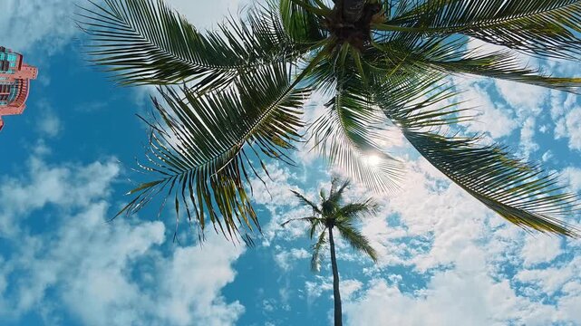 Bottom view of palm fronds with sun flare in Miami. Sunlight bursting through green leaves against blue sky with scattered clouds, vertical perspective.