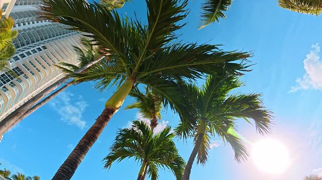 Green palm trees with bright sun lens flare in Miami. Low angle view looking up at tropical palm fronds with sunlight and white building edge in background.