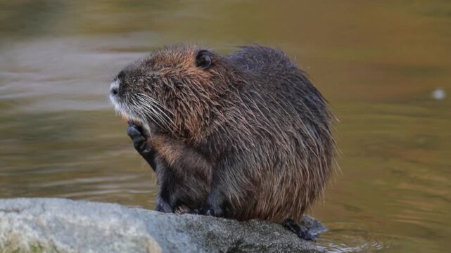 Wild Nutria Swimming in Clear River Water During Summer Season