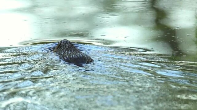 Wild Nutria Swimming in Clear River Water During Summer Season