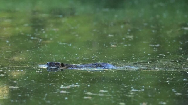 Wild Nutria Swimming in Clear River Water During Summer Season
