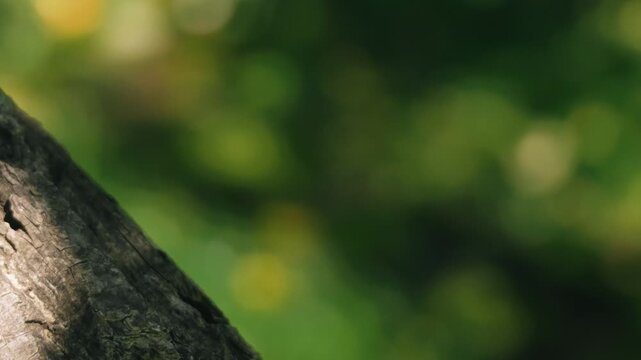 Close-up of a thick tree trunk illuminated by strong sunlight, with beautiful soft bokeh of lush green forest in the background.
