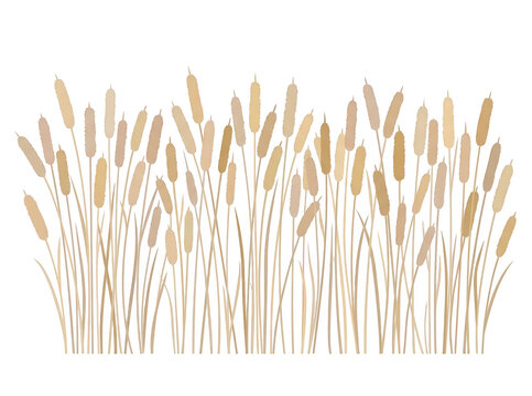 Illustrazione vettoriale di un gruppo di piante di tifa o giunchi palustri con steli sottili e infiorescenze marroni su sfondo bianco isolato, ideale per design naturale e decorativo.