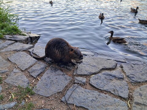 Wild nutria coypu rodent sitting on a stone paved bank near swimming mallard ducks at a city pond in Prague.