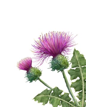 Milk Thistle botanical Arrangement  - purple Flowers and leaves, Hand painted watercolor coner Frame. 