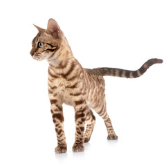 bengal in studio © cynoclub