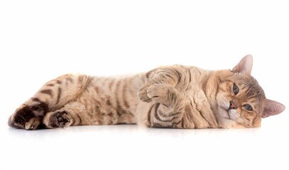 bengal in studio © cynoclub