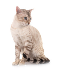 bengal in studio © cynoclub