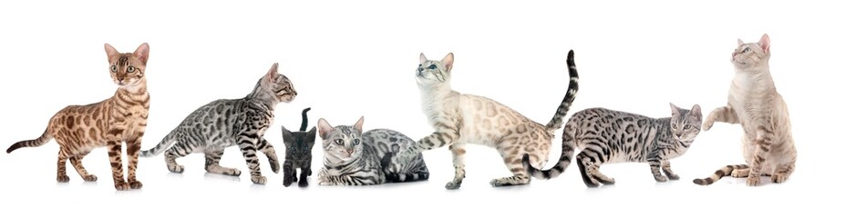 bengals in studio © cynoclub