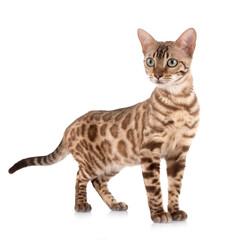 bengal in studio © cynoclub
