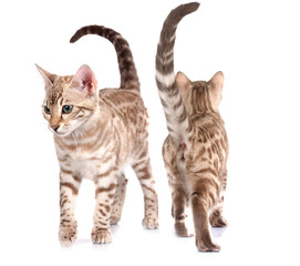 bengal cat in studio © cynoclub