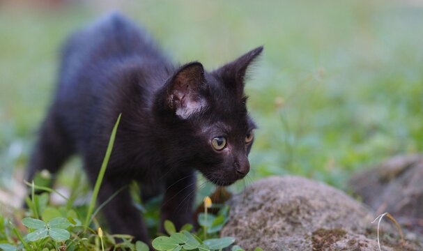 Anak kucing memiliki berbagai keunikan biologis dan perilaku yang menakjubkan saat mereka baru lahir hingga tumbuh besar
