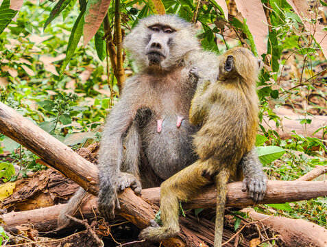 mother and baby baboon