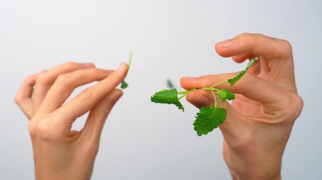 Hands plucking green lemon balm leaves for beverage. Pair of hands separating fresh melissa leaves, isolated studio background, eye level shot.