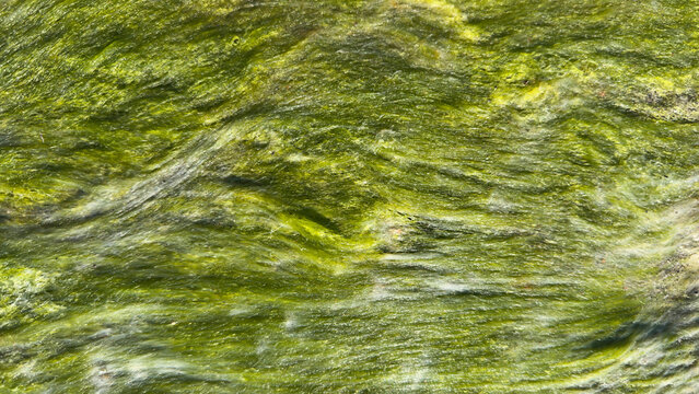 Green Algae Texture on Wet Rock Surface. Natural Abstract Background
