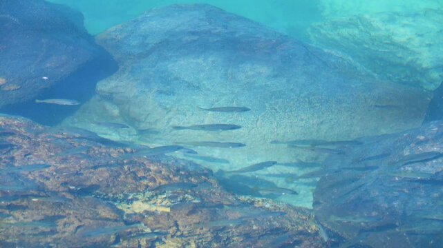 Tropical red fish in shallow waters in the Arabian Sea. Oman