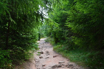 A Scenic Dirt Hiking Trail Leading Through A Lush Green Forest With Tall Coniferous Pine Trees © Лариса Крохмаль