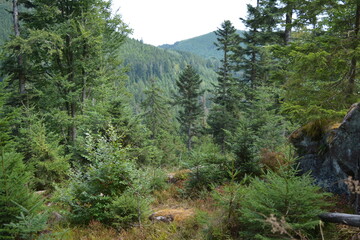 Dense Coniferous Forest Landscape with Vibrant Green Trees and Distant Mountain Slopes in Summer © Лариса Крохмаль