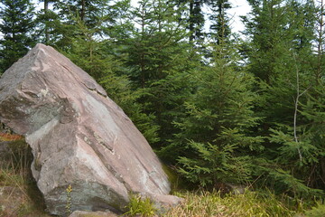 Large Granite Rock Sitting Beside Dense Coniferous Forest Trees in a Wild Mountain Landscape Setting © Лариса Крохмаль