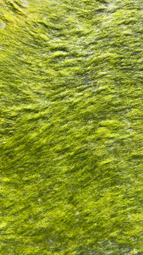 Green Algae Texture on Wet Rock Surface. Natural Abstract Background