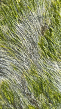 Green Algae Texture on Wet Rock Surface. Natural Abstract Background