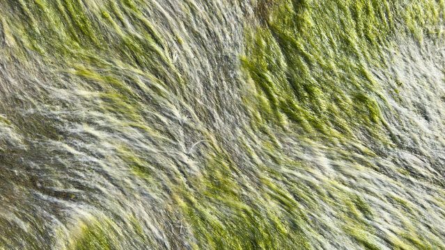 Green Algae Texture on Wet Rock Surface. Natural Abstract Background