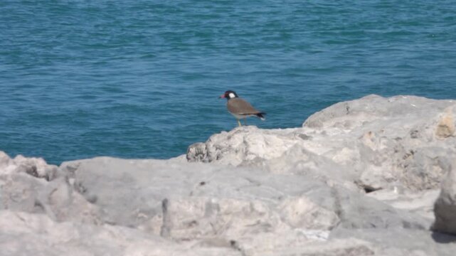 Birds red-wattled lapwing (Vanellus indicus) in shallow waters in the Arabian Sea. Oman