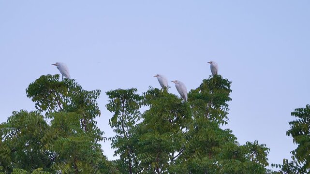 A flock of elephant bird (Bubulcus ibis) sits on the flat tops of tree of heaven (Ailanthus altissima). Oman