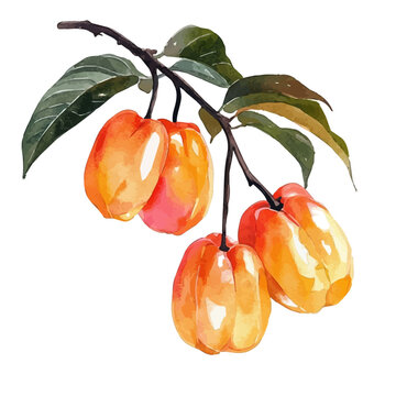Ackee vector watercolor, isolated on a white background