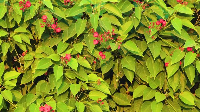 Peregrina or spicy jatropha (Jatropha integerrima) in Oman