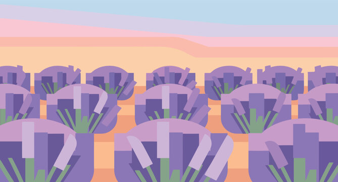 Vibrant lavender field at sunset with a soft pastel colored sky above