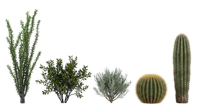 Conjunto de plantas do deserto e cactos variados isolados em fundo branco, incluindo ocotillo, arbustos e cactos esf&eacute;ricos e colunares para design paisag&iacute;stico e bot&acirc;nico.