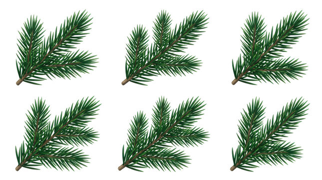 Conjunto de ramos de pinheiro verde isolados em fundo branco, perfeitos para designs de Natal, decora&ccedil;&otilde;es sazonais e elementos gr&aacute;ficos festivos de inverno.